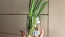 Plantas carnívoras: ¿cómo se alimentan y qué cuidados necesitan?
