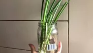 Cómo sembrar cebolla china en casa y libre de pesticidas