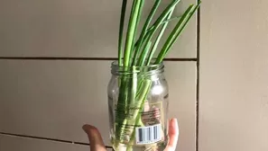 Tutorial para sembrar cebolla china en agua y dentro de casa
