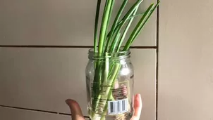 Tutorial para sembrar cebolla china en agua y dentro de casa