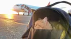 ¿Cómo viajar en avión con un gato para salidas nacionales?