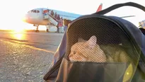 ¿Qué tengo que hacer para llevar a mi gato en avión?