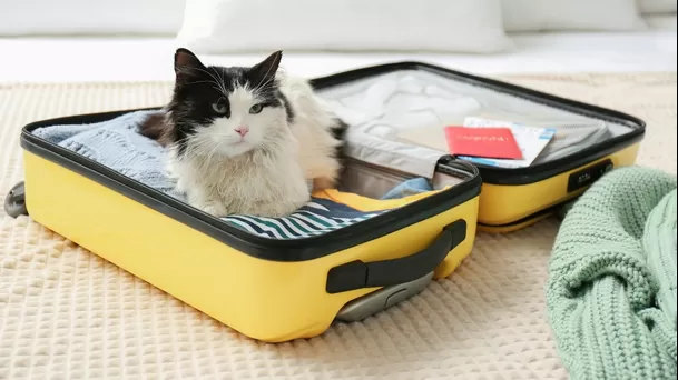 Requisitos para viajar con tu gato en avión para vuelos en Perú. 