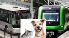 ¿Cómo viajar con tus mascotas en el Metropolitano y el Metro de Lima?