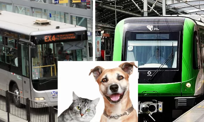 Cómo viajar con tus mascotas en el Metropolitano y el Metro de Lima? -  América Noticias