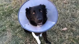 ¿Cómo saber si mi perro ha sido atropellado y cómo ayudarlo?