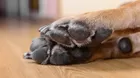 ¿Cómo limpiar las patitas de tu perrito correctamente?