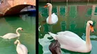 Los cisnes regresan a los canales de Venecia tras la cuarentena