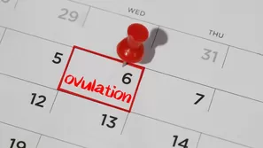 Datos importantes sobre la ovulación