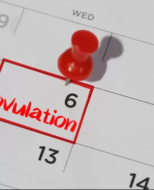 Ovulación: ¿Cómo saber si una mujer está en sus días fértiles?