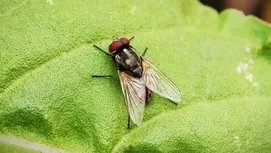 Descubre qué pasa si muere la hormiga reina