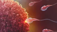 ¿Cuánto vive un óvulo y un espermatozoide?