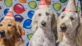 ¿Por qué tu perro mueve la cabeza cuando le hablas?