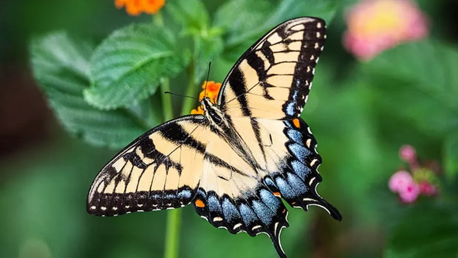 Los insectos representan el grueso de la biomasa animal en el planeta