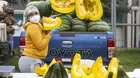 ¿El zapallo es fruta o verdura? Diferencia entre ambos alimentos
