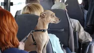 Mascotas en buses interprovinciales: ¿dónde pueden viajar?