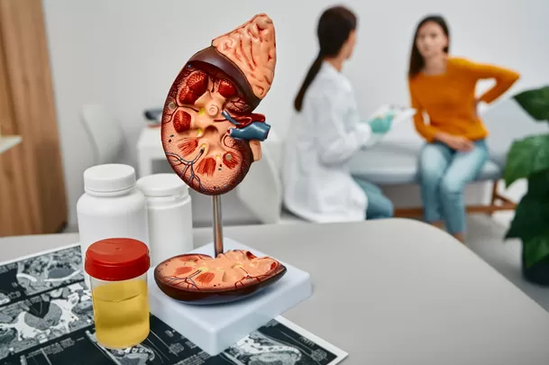 El riñón puede doler cuando se inflama y aplasta la cápsula renal. El riñón puede doler cuando se inflama y aplasta la cápsula renal.