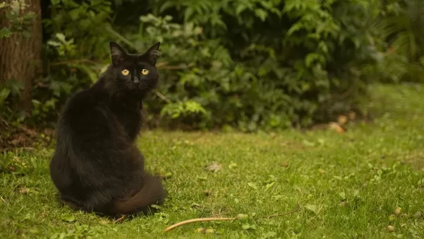 Consejos que te ayudarán si algún día pierdes a tu gato