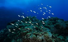 Dorsal de Nasca será la primera área natural marina protegida - Noticias de nasca