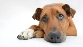 Tips para calmar y proteger a mi perro de los pirotécnicos