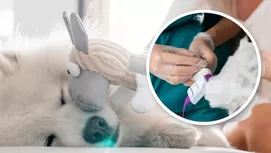 ¿Cómo saber si un perro tiene rabia después de morder?