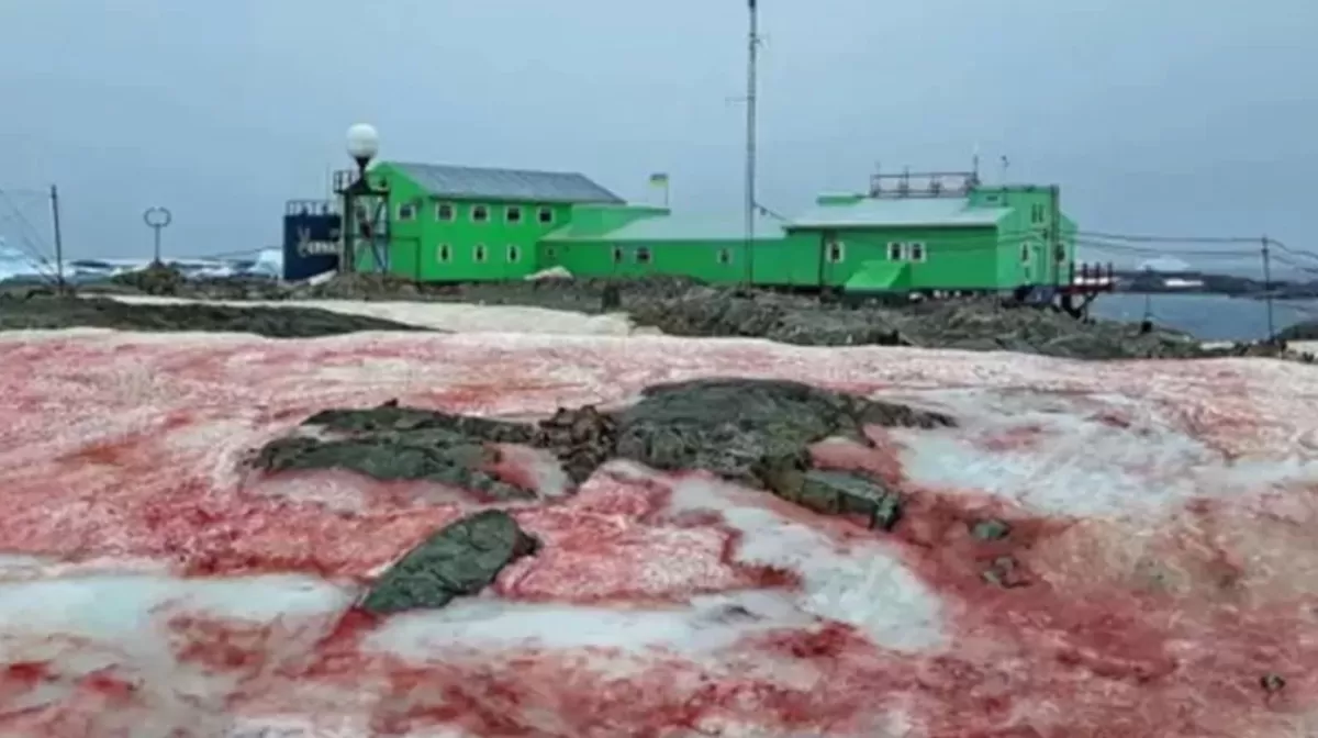 Capas rojas en el suelo de la Antártida. (Foto: Ministerio de Educación y Ciencia de Ucrania)