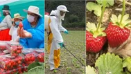 ¿Fresas con pesticidas? La cantidad alarmante que contienen