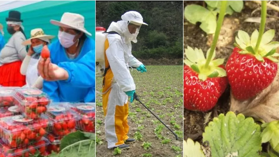 Fresas no serían aptas para el consumo humano en cinco mercados de Lima y Callao. (Fotos: Andina)