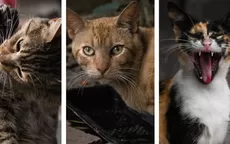 Gatotón la primera teletón a favor de los gatitos de Lince - Noticias de lince