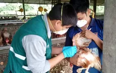 ¿Cuánto tiempo durará el brote de gripe aviar en el Perú? - Noticias de Javier Carmona