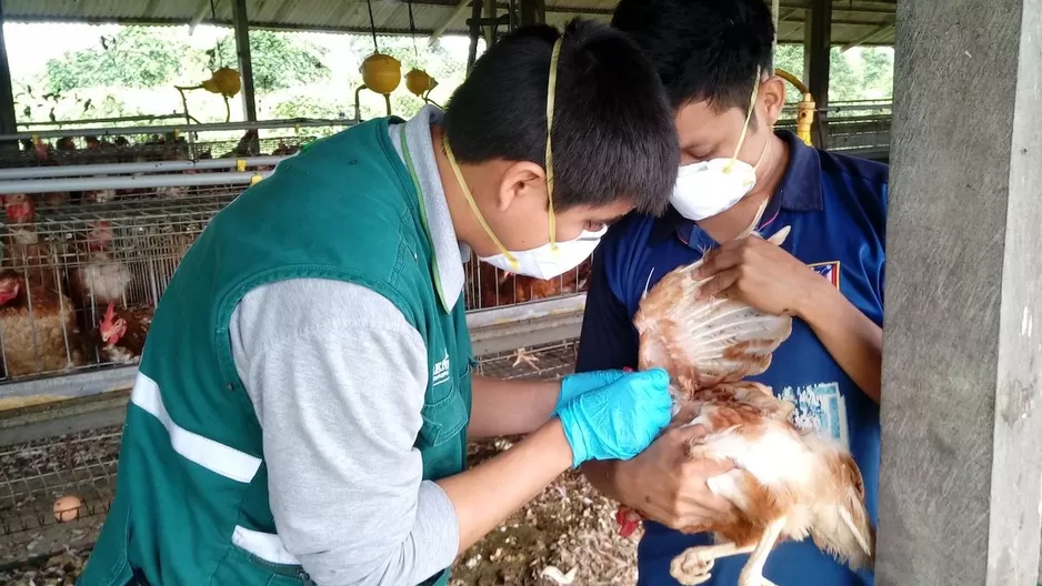 Otros datos que debes saber sobre la gripe aviar (Foto: Andina)