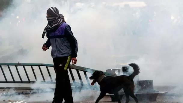 Si ves a un animalito que necesita ayuda, no lo ignores (Foto: AFP)