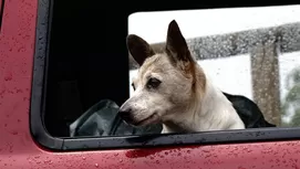 ¿Cómo saber si mi perro ha sido atropellado y cómo ayudarlo?