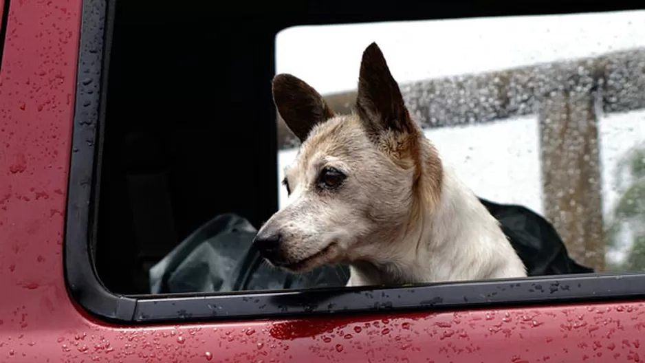 Todo lo que debes saber para proteger a tu mascota