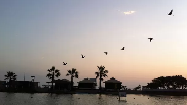 La albufera de medio mundo en Huacho (Foto: Andina)