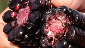 Hongos presentes en el maíz morado producirían cáncer Foto y video: Andina