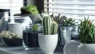 Descubre por qué tu cactus se puso marrón