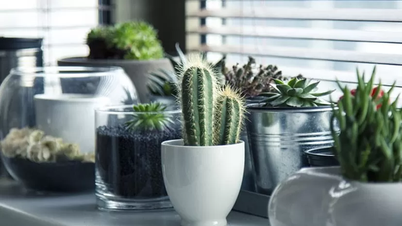 &iquest;Por qu&eacute; tu cactus se puso marr&oacute;n? Descubre c&oacute;mo debes cuidarlo