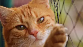 ¿Por qué tu gato te lame? La razón te conmoverá