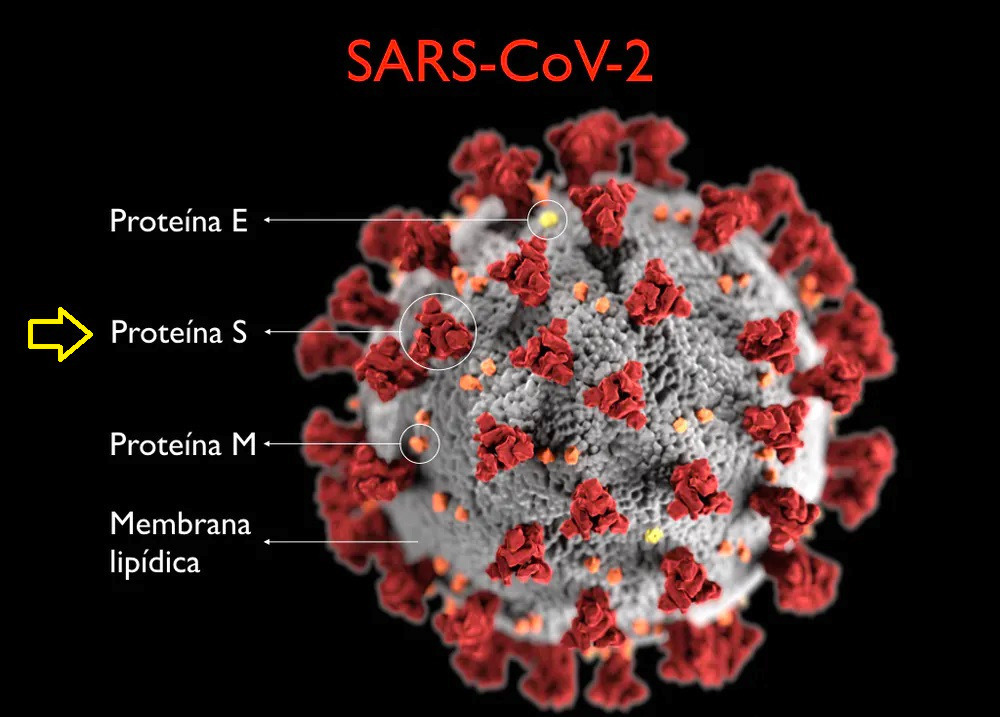 Estructura del coronavirus.