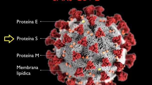 Estructura del coronavirus.