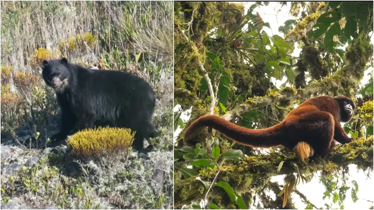 El oso de anteojos y el mono de cola amarilla como las especies más afectadas. (Fotos: Wilhelm Osterman / GersonFerrer - Yunkawasi)