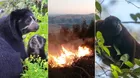 El triste final del oso andino y otros animales por incendios