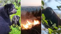 ¿Qué está causando los incendios forestales en el Perú? (Foto: Andina / Wilhelm Osterman-Yunkawasi)