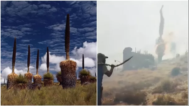 La puyas Raimondi también se encuentran en peligro de extinción.