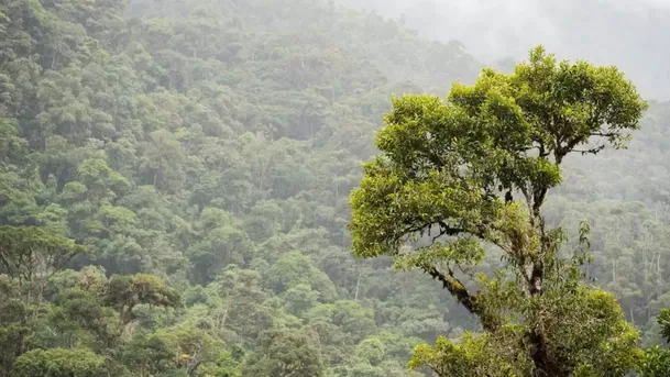 Bosques montanos son grandes productores de agua y se pierden a raíz de los incendios forestales. (Foto: GersonFerrer - Yunkawasi)