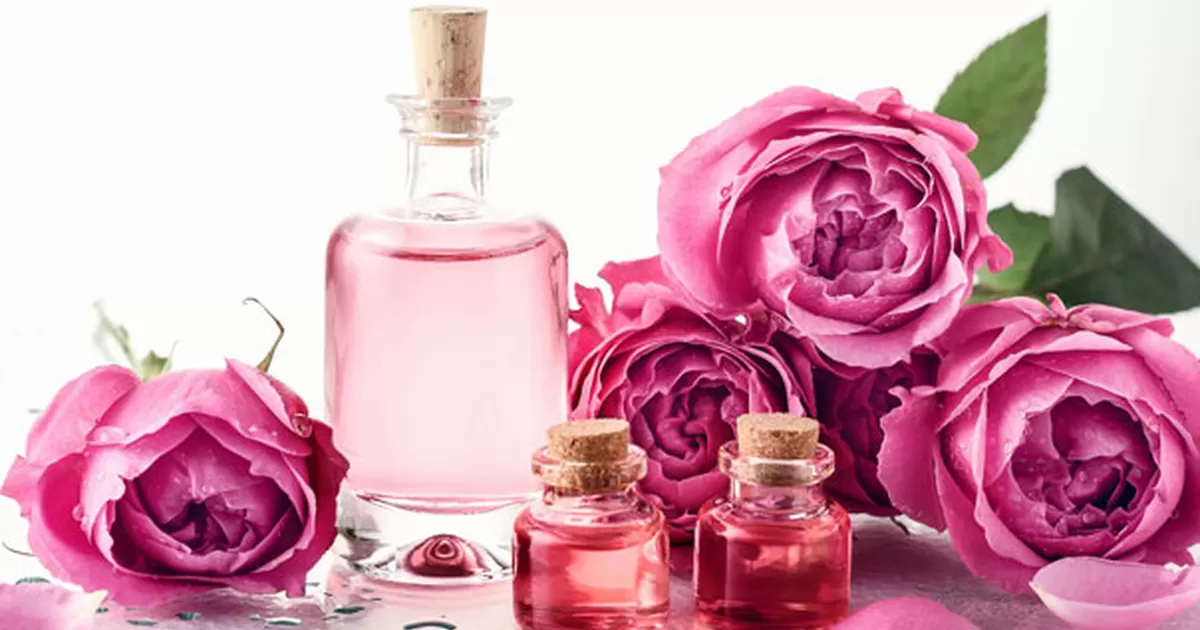 Cómo usar el agua de rosas y cuáles son sus beneficios? - America Noticias