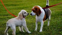 Los parques donde los perritos pueden jugar y correr libremente