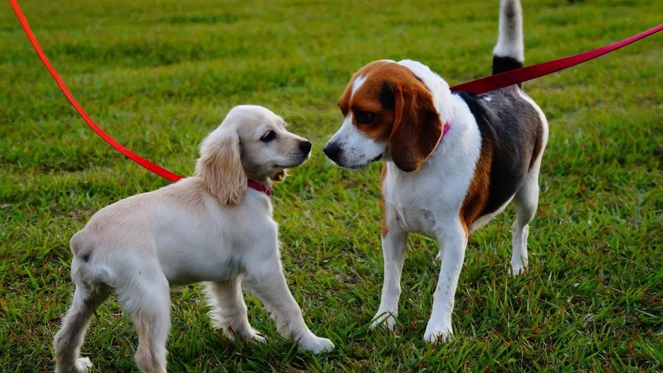 Los parques donde los perritos pueden jugar y correr libremente