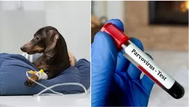 ¿Cómo saber si un perro tiene rabia después de morder?